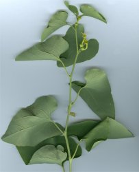 aristolochia-clematis