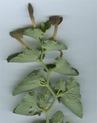 aristolochia-pistolochia