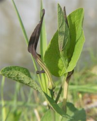 aristolochia-rotunda