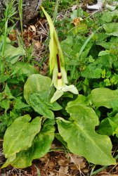 arum-cylindraceum