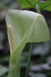 arum-italicum