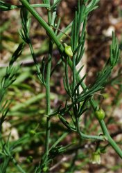 asparagus-maritimus
