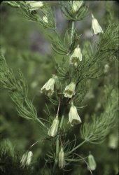 asparagus-tenuifolius