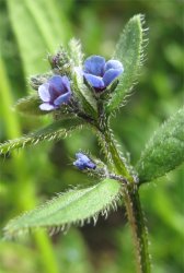asperugo-procumbens