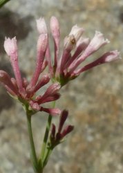 asperula-aristata