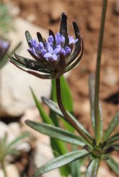 asperula-arvensis