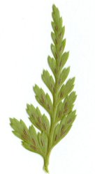 asplenium-adiantum-nigrum