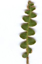 asplenium-ceterach