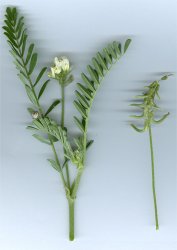 astragalus-hamosus