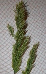 avellinia-festucoides