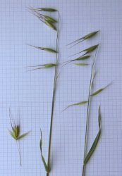 avena-fatua