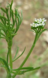 bifora-testiculata