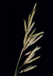 bromopsis-inermis