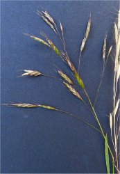 bromus-arvensis