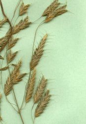 bromus-commutatus