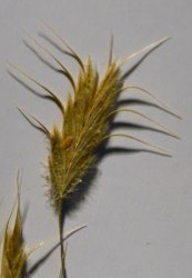 bromus-intermedius
