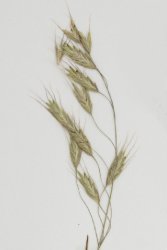 bromus-japonicus