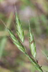 bromus-racemosus