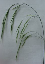 bromus-ramosus-subsp-benekenii