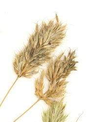 bromus hordeaceus subsp molliformis