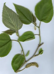 broussonetia-papyrifera