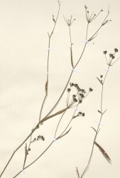 bupleurum-gerardi