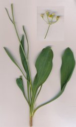 bupleurum-rigidum-tout.jpg