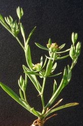 bupleurum-semicompositum