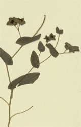 bupleurum-subovatum