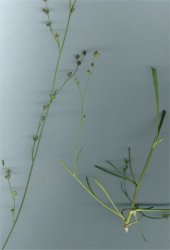 bupleurum-tenuissimum