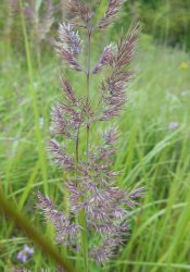 calamagrostis-epigejos