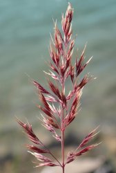 calamagrostis-pseudophragmites