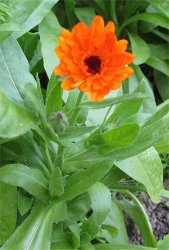 calendula-officinalis