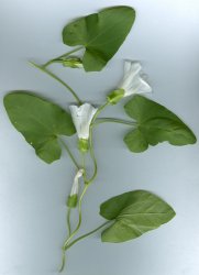 calystegia-sepium