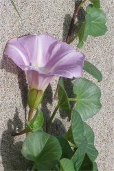 calystegia-soldanella
