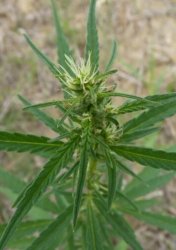 cannabis-sativa