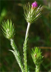 carduus-acicularis