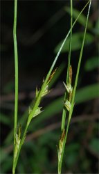 carex-distachya