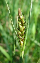 carex-distans