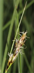 carex-divisa