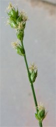carex-divulsa