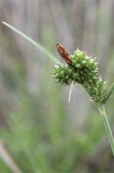 carex-extensa