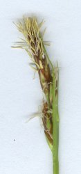 carex-hallerana