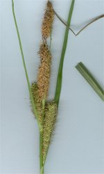 carex-hispida