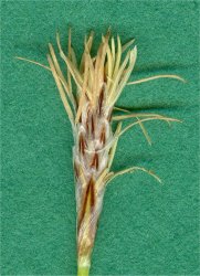 carex-humilis