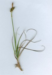 carex-liparocarpos