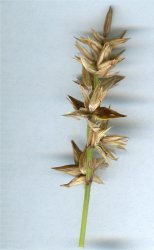 carex-muricata
