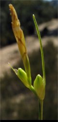 carex-oedipostyla