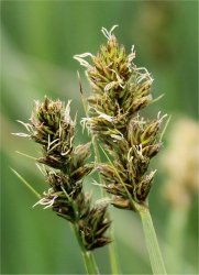 carex-otrubae