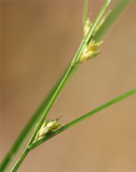 carex-remota